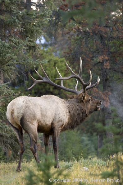 Rocky Mountain bull elk bugling.