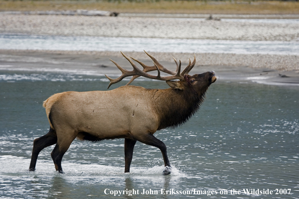 Elk in habitat