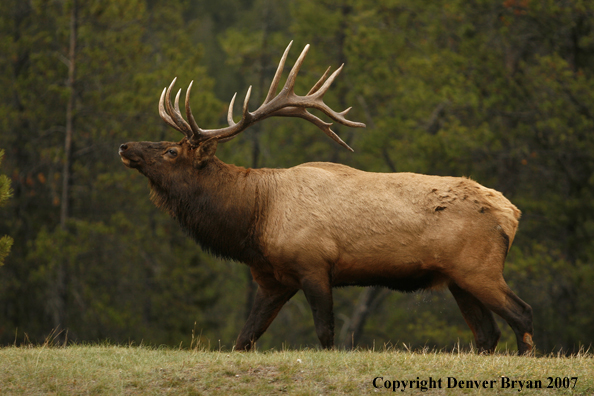 Rocky Mountain Elk 