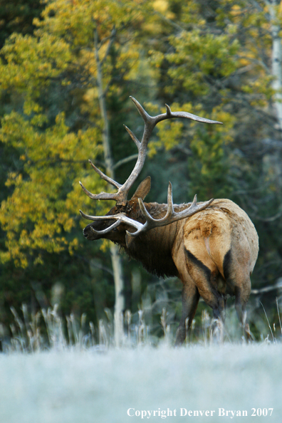 Rocky Mountain Elk scratching