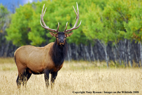 Rocky Mountain Elk in habitat