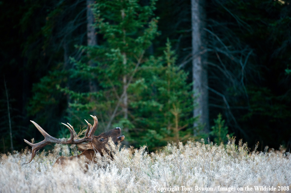 Bull Elk in field