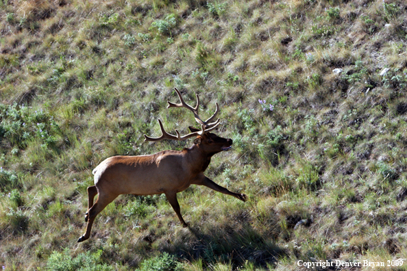 Rocky Mountain Elk in habitat