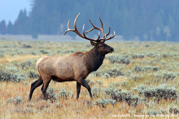 Rocky Mountain bull elk in habitat. 