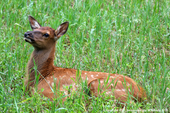 Rocky Mountain elk calf in field. 