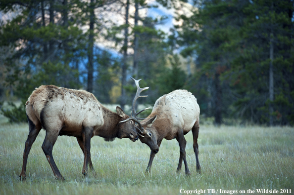 Rocky Mountain elk fighting. 