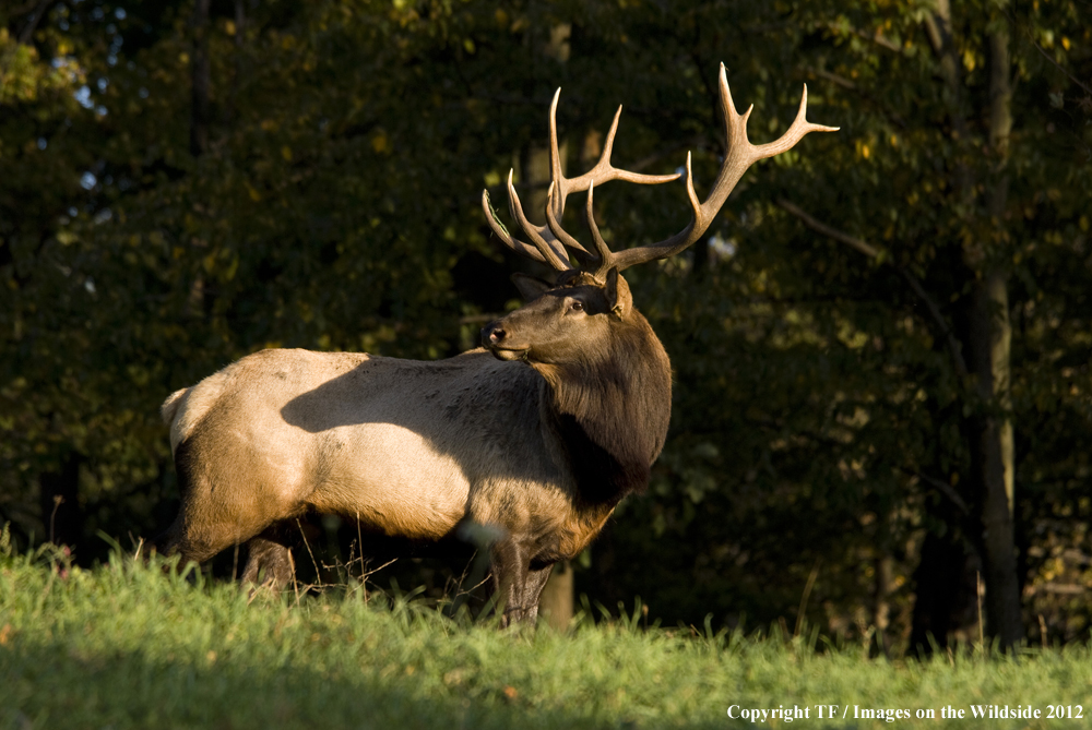 Rock Mountain Elk in habitat. 