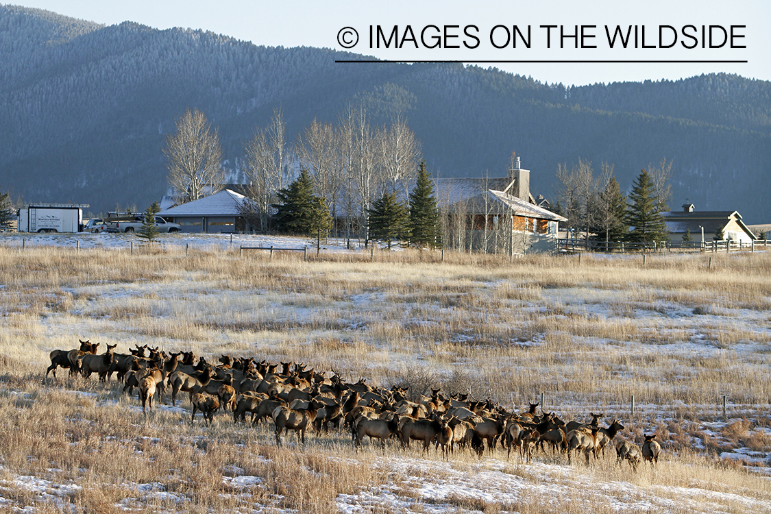 Elk in winter near urban area.