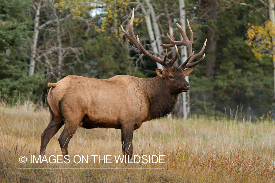 Rocky Mountain Bull Elk in habitat.