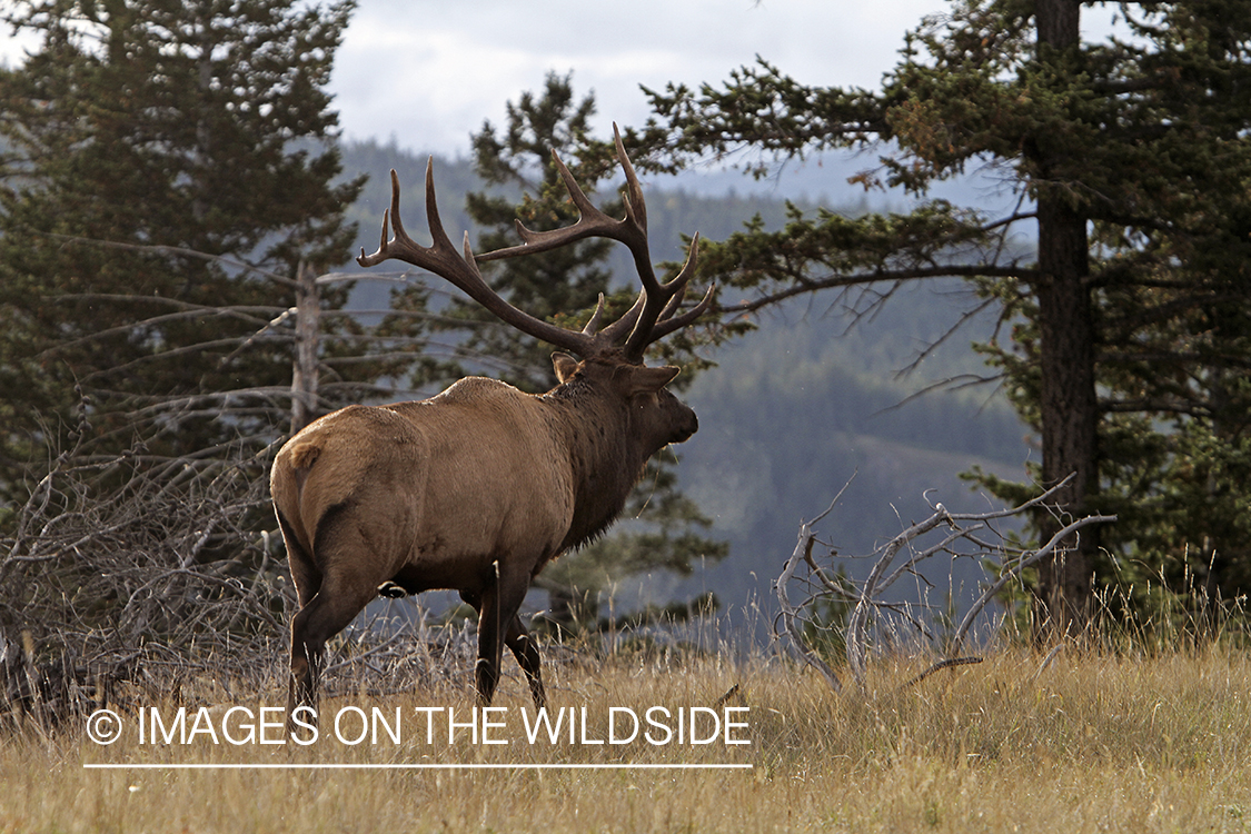 Rocky Mountain Bull Elk in habitat.