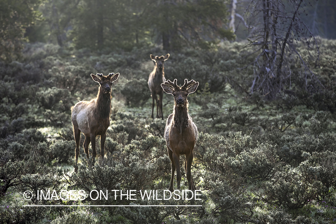 Three bull elk in velvet backlit by the morning sun.