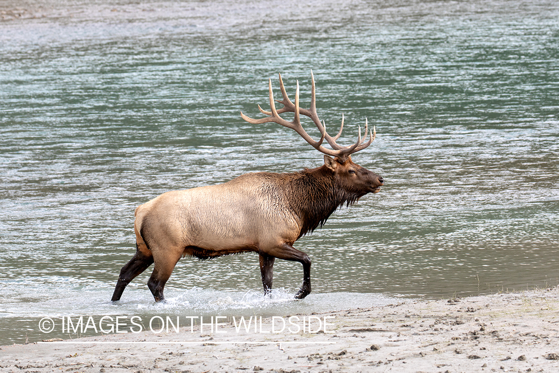 Bull elk in autumn habitat.