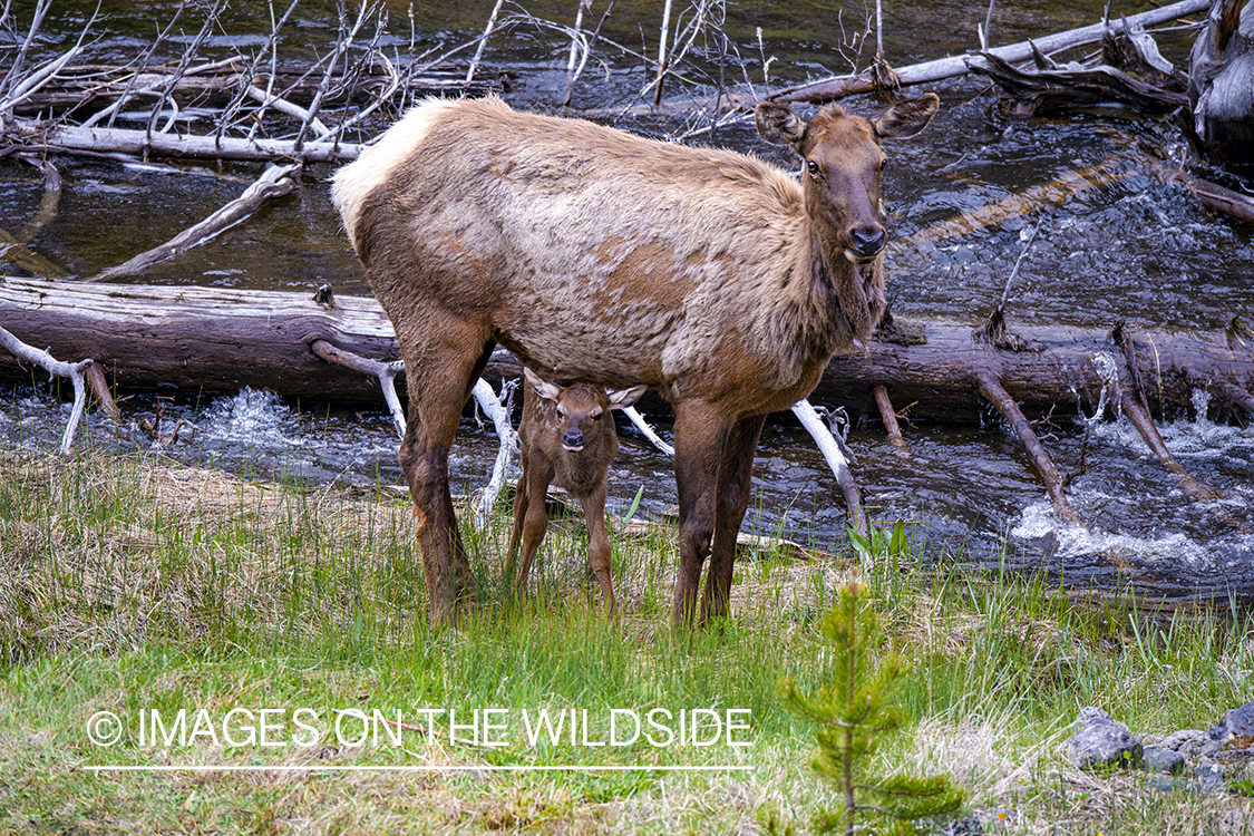 Cow elk with calf.