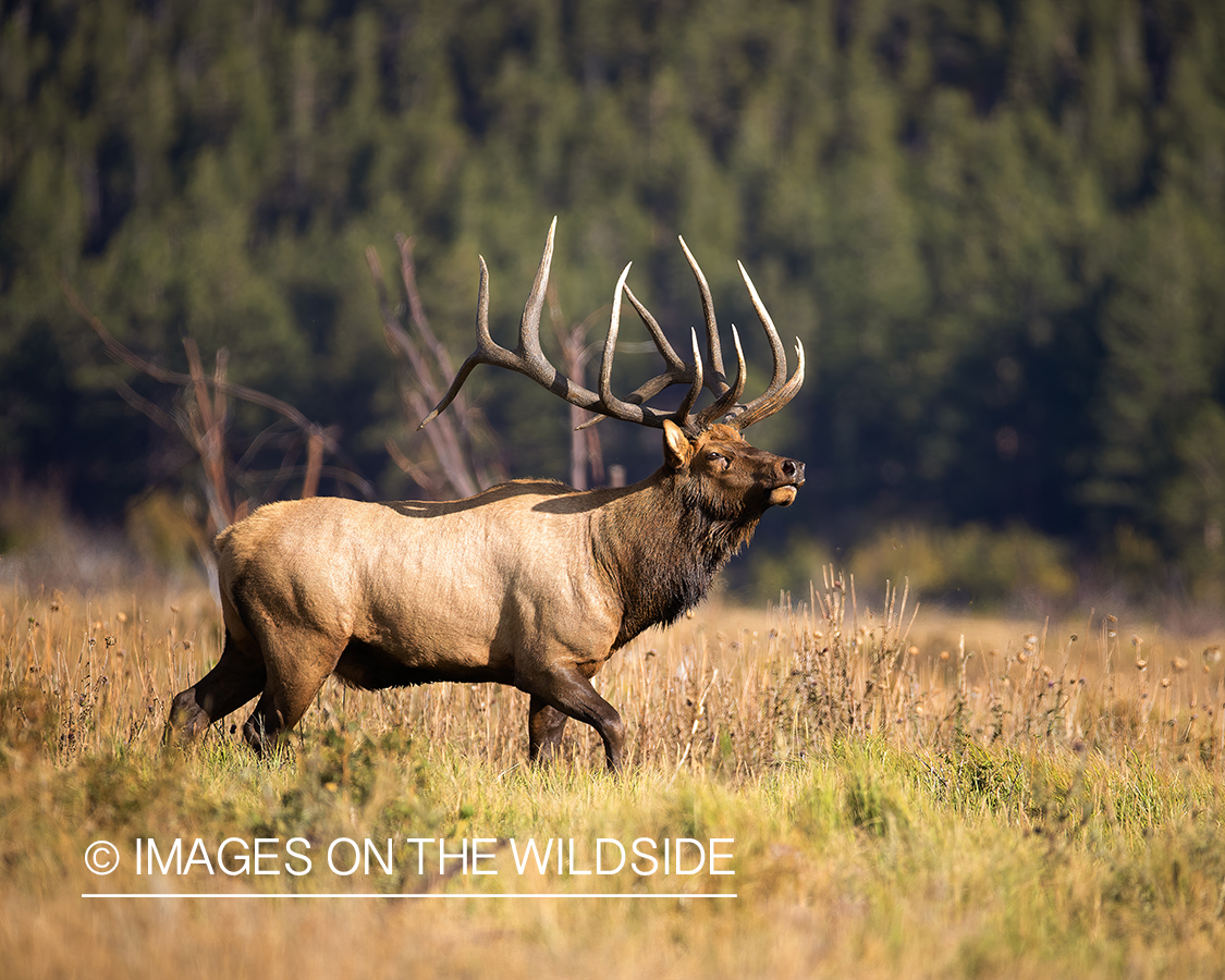 Rocky Mountain Elk in field.