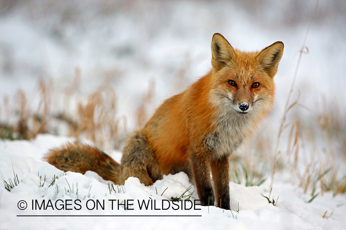 Red Fox in winter habitat.