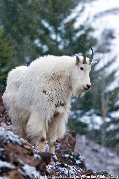 Billy Mountain Goat