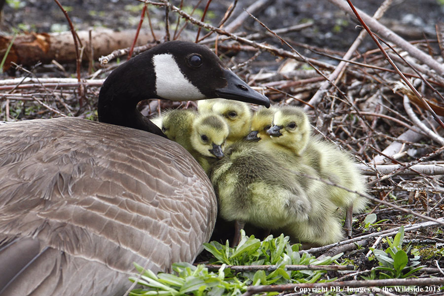 Goose with goslings.