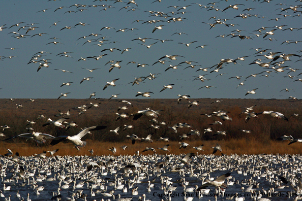 Snow geese in habitat.