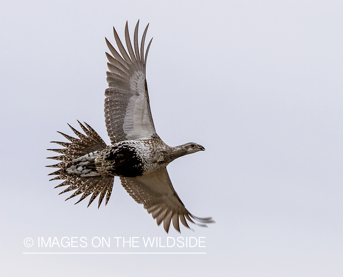 Male sage grouse in flight.