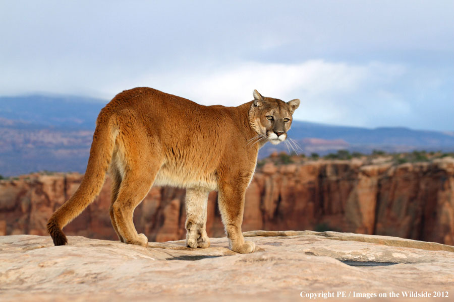 Mountain Lion in habitat.