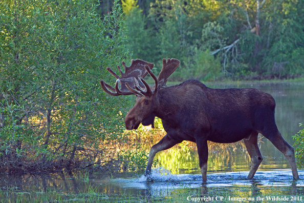 Shiras Moose in habitat. 