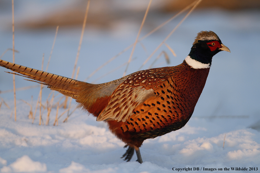 Ring-necked pheasant in field.