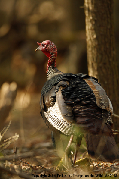 Eastern Wild Turkey