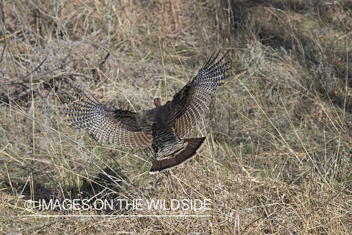 Eastern Wild Turkey hen in flight.