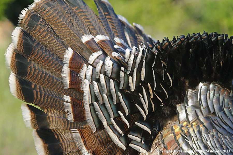 Rio Grande Turkey tail feathers.