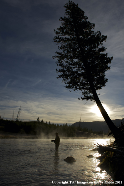 Fisherman in Madison River, YNP. 