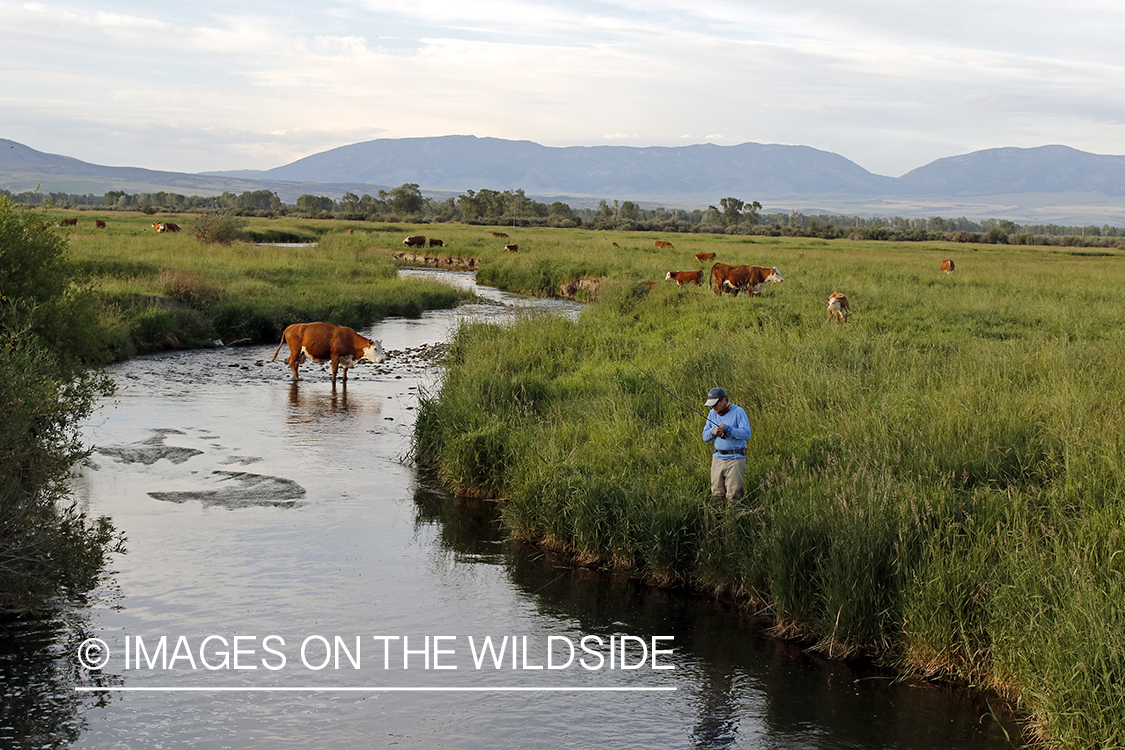 Fisherman by stream with cows.