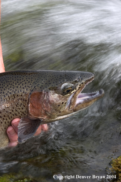 Close-up of Rainbow trout being released.