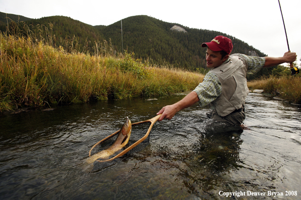 Flyfisherman Landing Cutthroat Trout