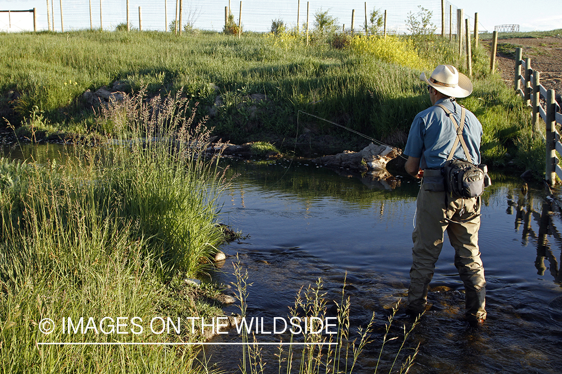 Flyfisherman flyfishing small stream in Montana.