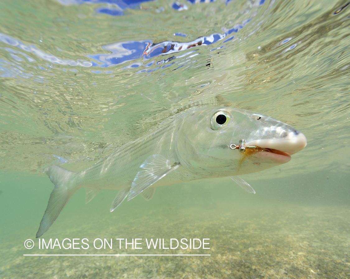 Bonefish with hook in mouth.