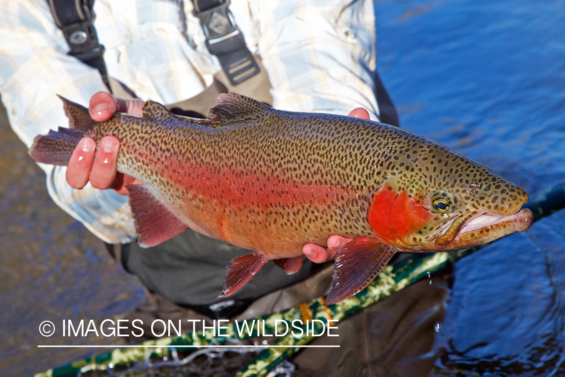 Flyfisherman with rainbow trout.