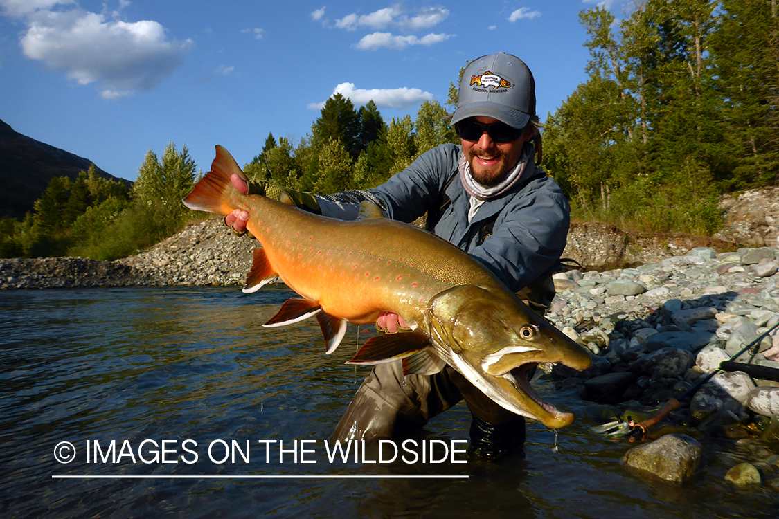 Flyfisherman releasing bull trout.