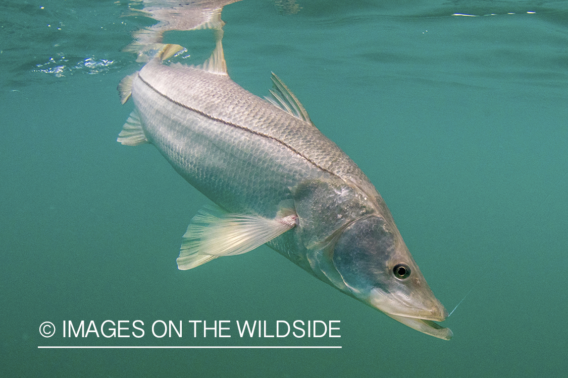 Snook in ocean.