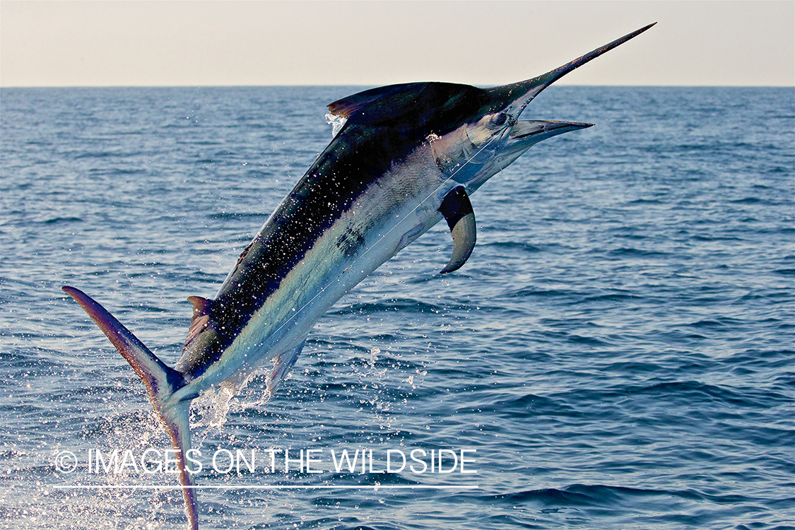 Jumping Marlin.