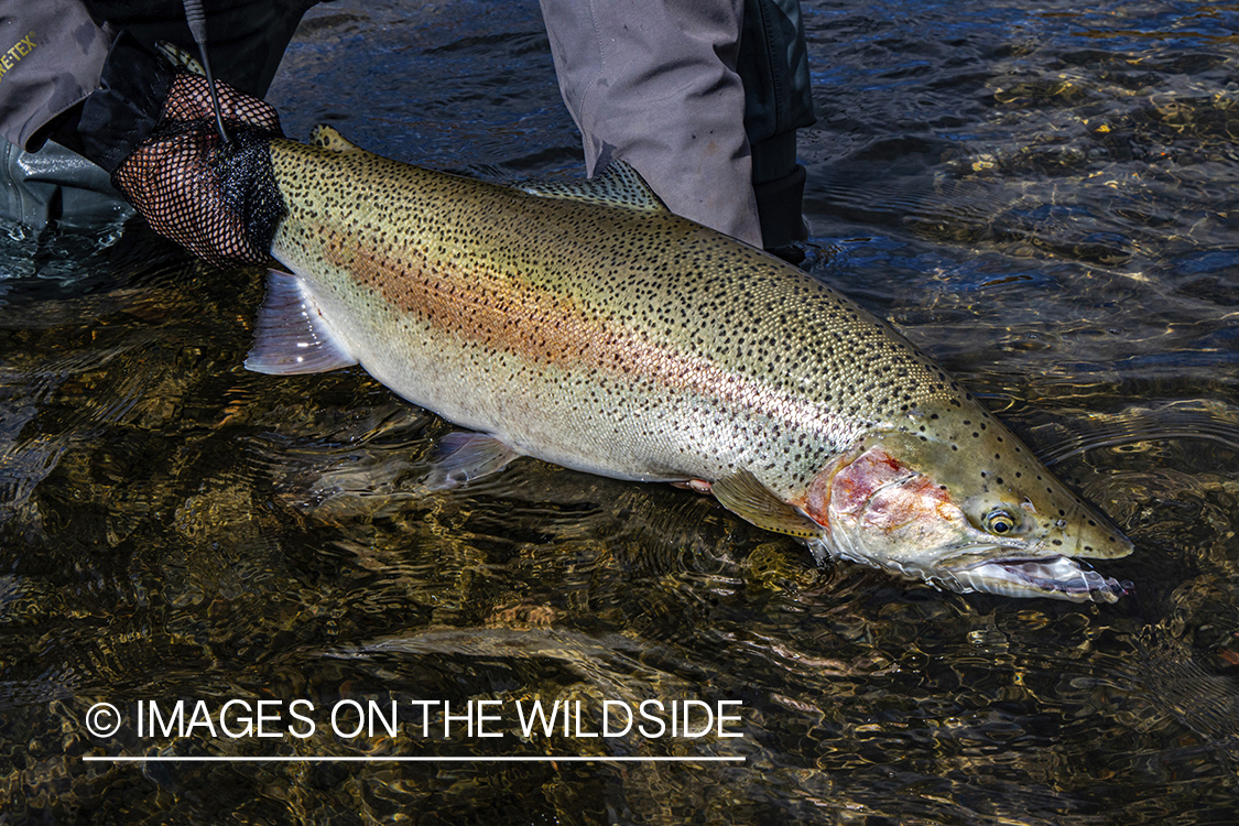 Releasing rainbow trout.