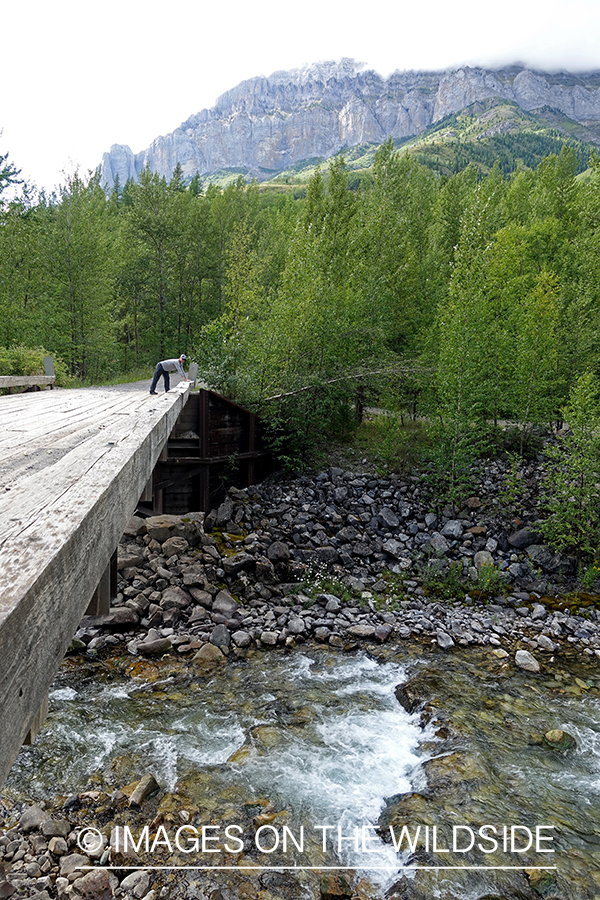 Flyfisherman on bridge in Rockies.