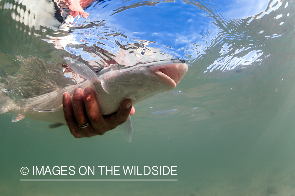 Flyfisherman releasing Bonefish.