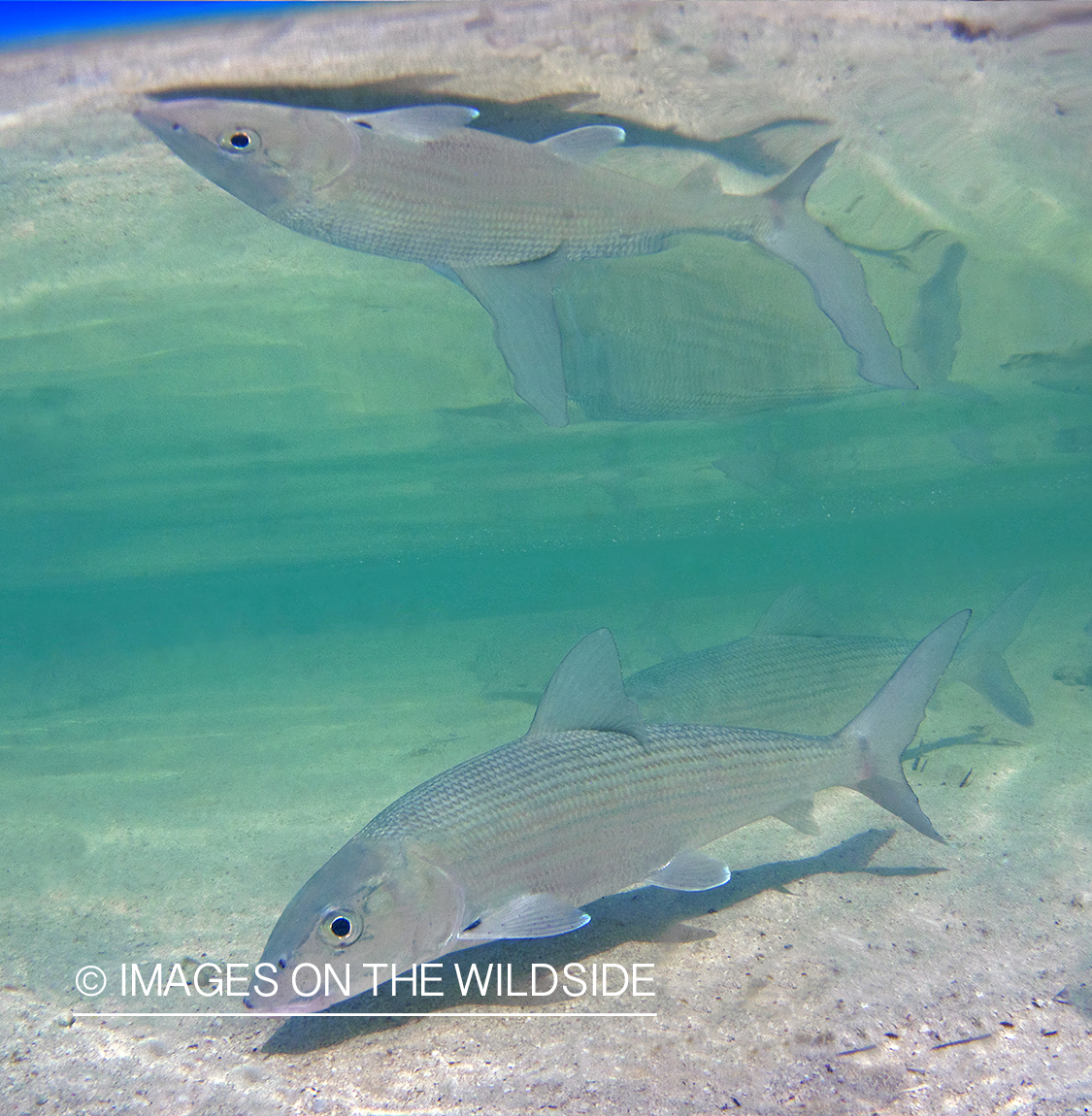 Bonefish in habitat.