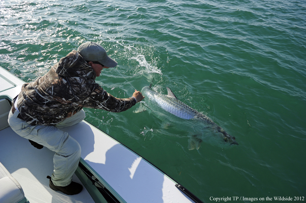 Flyfisherman with Tarpon. 