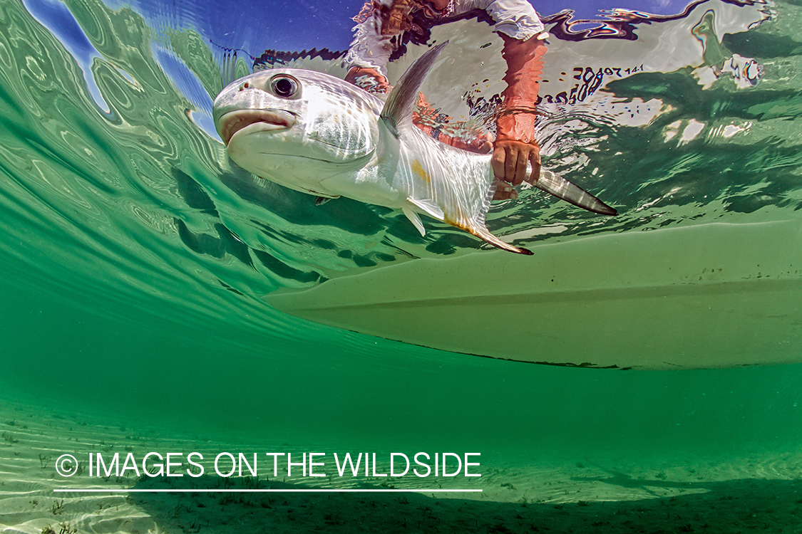 Permit being released underwater.