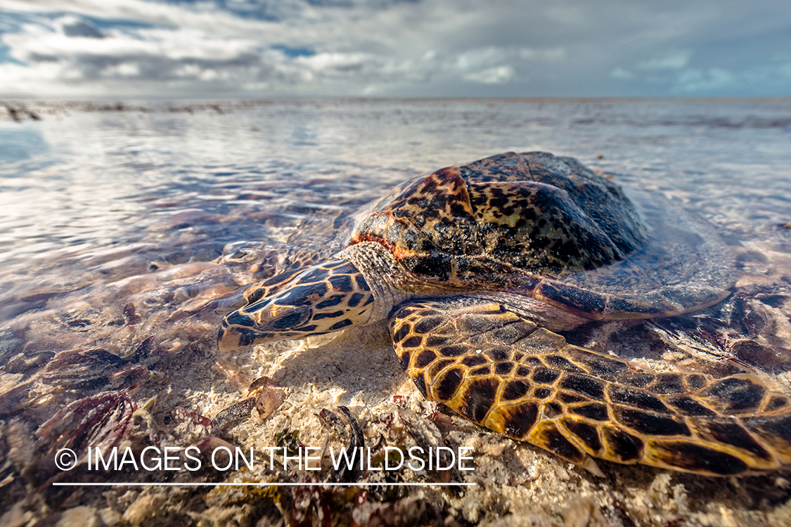 Hawksbill sea turtle.