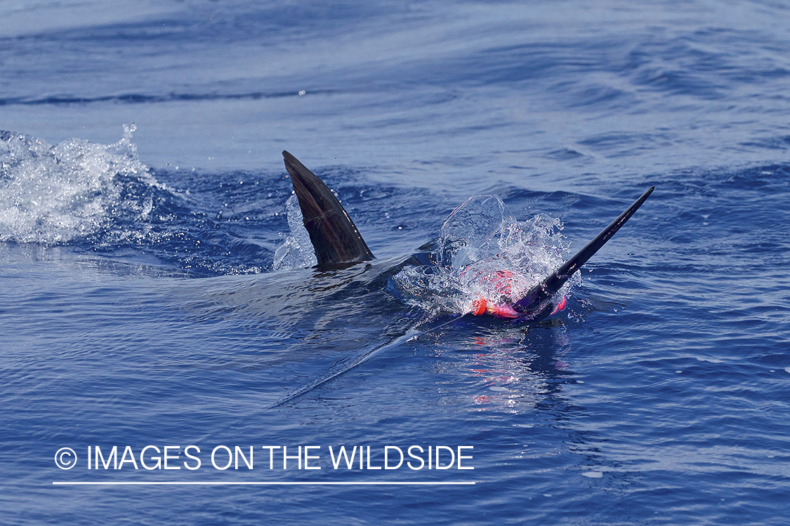 Marlin (blue) jumping.