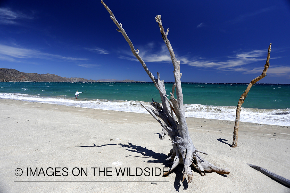 Flyfisherman fishing for roosterfish on beach.