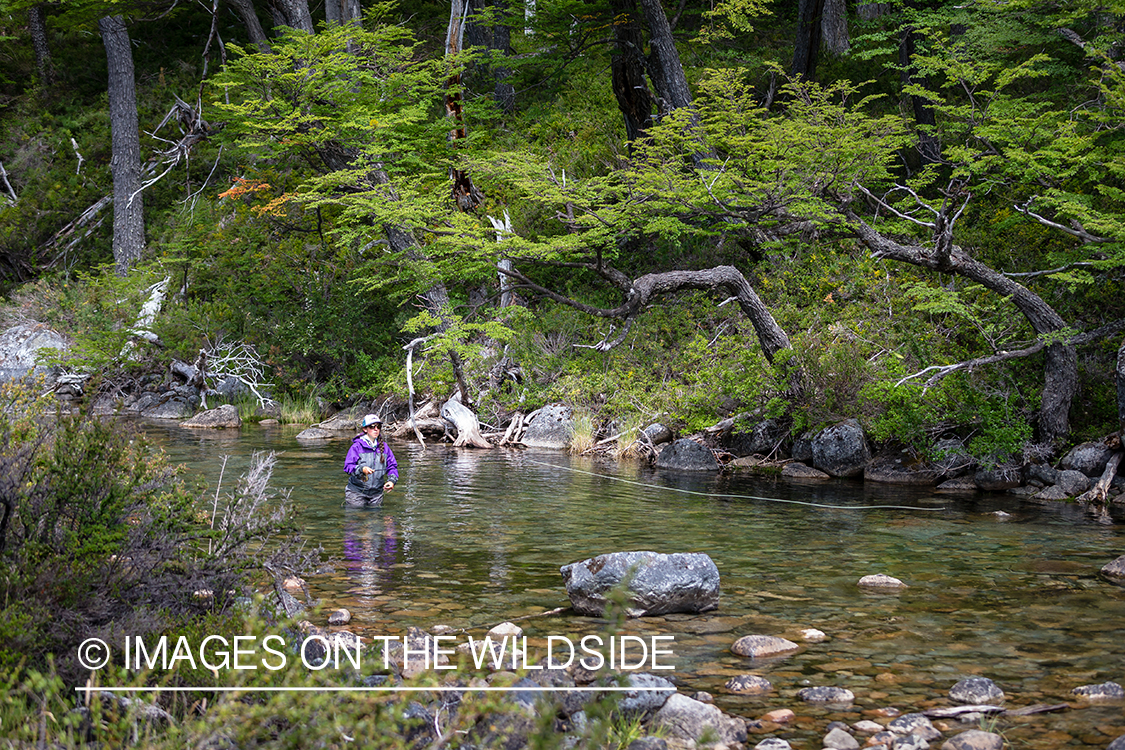 Woman fly fishing guide(Marcela Appelhanz) on stream.