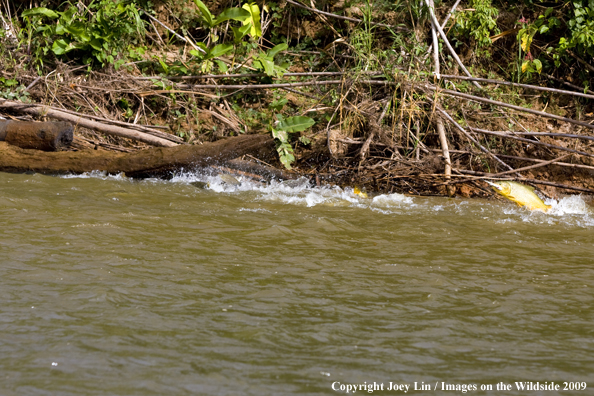 School of Golden Dorados eating Bait Fish